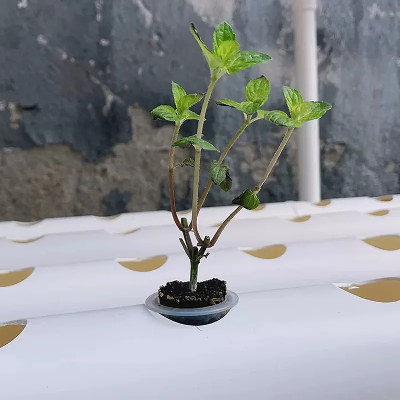 Hydroponic Kit - Zestaw do uprawy bez gleby, system